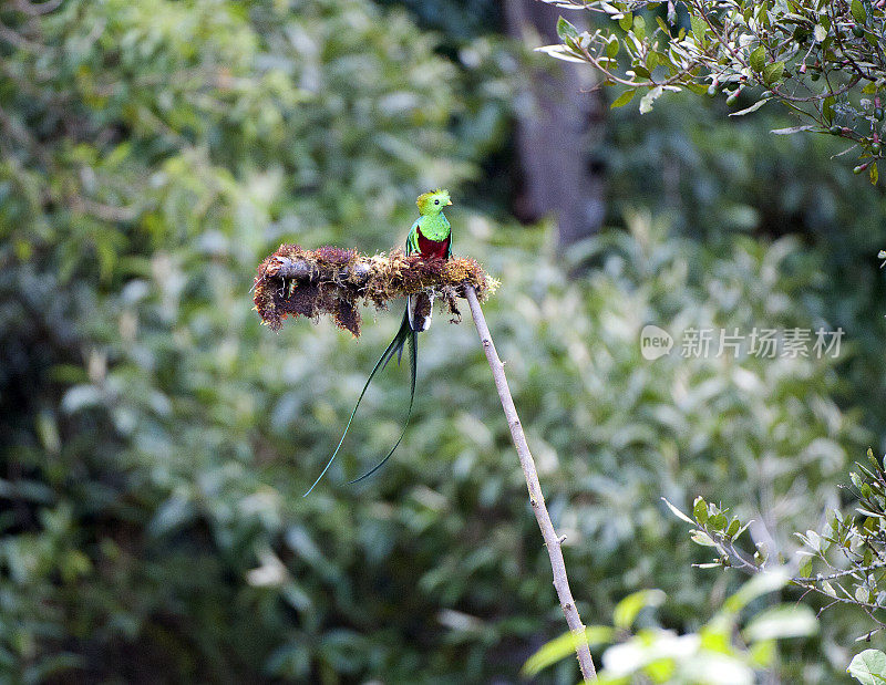 Lone splendid Quetzal, San Gerardo de Dota，哥斯达黎加